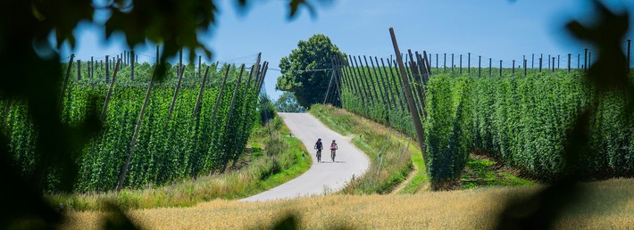 Radfahrer zwischen Hopfengärten bei Osterwaal-Au
